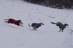 DSC07023 Silken Windsprite Welpen