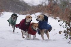 DSC07187 Silken Windsprite Welpen