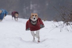 DSC07293 Silken Windsprite Welpen