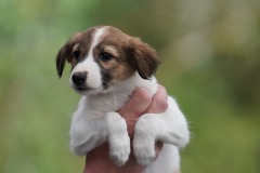 DSC08462 Silken Windsprite Welpen