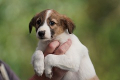 DSC08470 Silken Windsprite Welpen