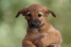 DSC08483 Silken Windsprite Welpen