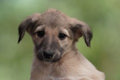 DSC08526 Silken Windsprite Welpen