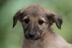 DSC08534 Silken Windsprite Welpen