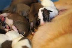 DSC09014 Silken Windsprite Welpen