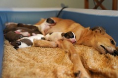 DSC09016 Silken Windsprite Welpen