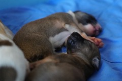 DSC09026 Silken Windsprite Welpen