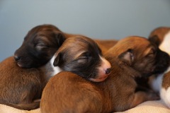 DSC09040 Silken Windsprite Welpen