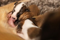 DSC09048 Silken Windsprite Welpen