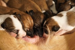 DSC09051 Silken Windsprite Welpen