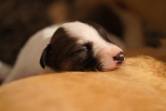 DSC09053 Silken Windsprite Welpen