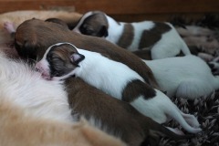 DSC09057 Silken Windsprite Welpen