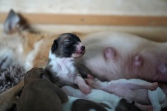 DSC09062 Silken Windsprite Welpen