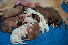 DSC09077 Silken Windsprite Welpen