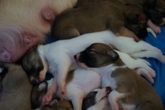 DSC09078 Silken Windsprite Welpen