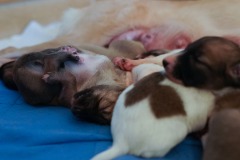 DSC09080 Silken Windsprite Welpen