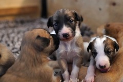 DSC09089 Silken Windsprite Welpen