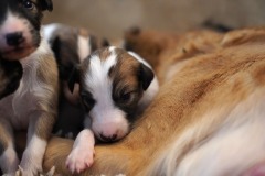 DSC09090 Silken Windsprite Welpen