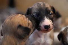 DSC09091 Silken Windsprite Welpen