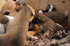 DSC09095 Silken Windsprite Welpen