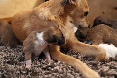 DSC09098 Silken Windsprite Welpen