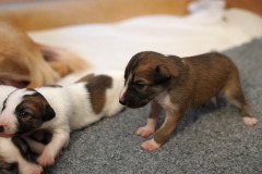 DSC09104 Silken Windsprite Welpen