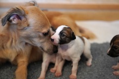 DSC09105 Silken Windsprite Welpen