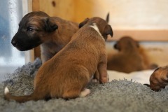 DSC09108 Silken Windsprite Welpen