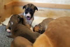 DSC09111 Silken Windsprite Welpen