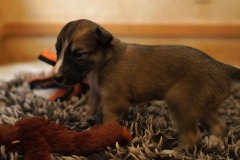 DSC09114 Silken Windsprite Welpen