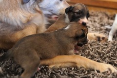 DSC09119 Silken Windsprite Welpen