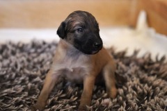 DSC09125 Silken Windsprite Welpen