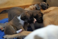 DSC09138 Silken Windsprite Welpen