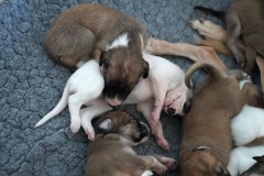 DSC09150 Silken Windsprite Welpen