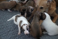 DSC09162 Silken Windsprite Welpen