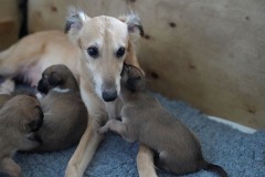 DSC09168 Silken Windsprite Welpen