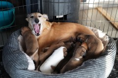 DSC09170 Silken Windsprite Welpen