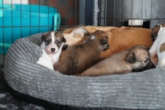 DSC09172 Silken Windsprite Welpen