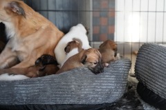 DSC09179 Silken Windsprite Welpen