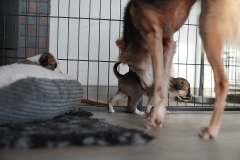 DSC09186 Silken Windsprite Welpen