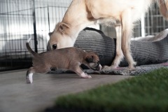 DSC09188 Silken Windsprite Welpen