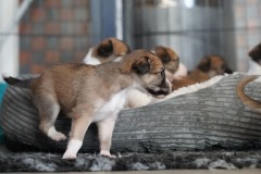 DSC09196 Silken Windsprite Welpen