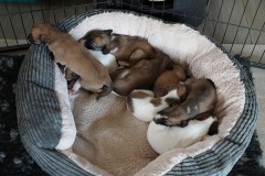 DSC09199 Silken Windsprite Welpen