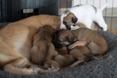 DSC09208 Silken Windsprite Welpen