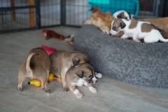 DSC09216 Silken Windsprite Welpen