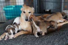 DSC09221 Silken Windsprite Welpen