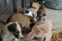 DSC09234 Silken Windsprite Welpen