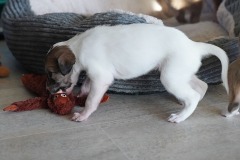 DSC09238 Silken Windsprite Welpen