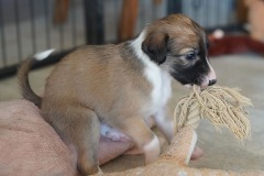 DSC09244 Silken Windsprite Welpen