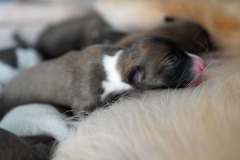 DSC08952 Silken Windsprite Welpen